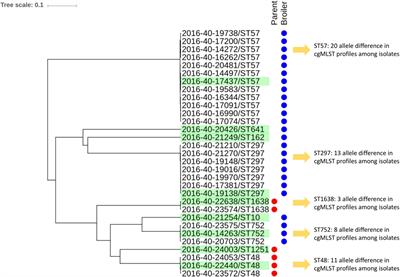 blaCTX–M–1/IncI1-Iγ Plasmids Circulating in Escherichia coli From Norwegian Broiler Production Are Related, but Distinguishable